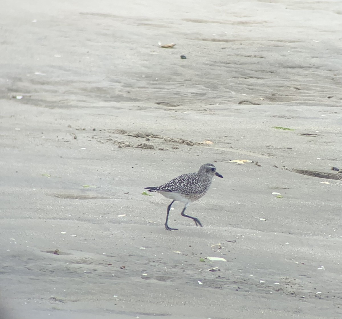 Black-bellied Plover - Anonymous