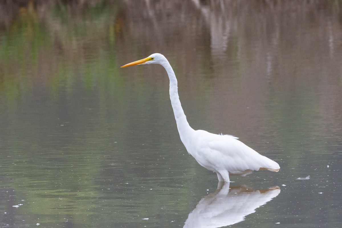 Great Egret - ML624191692