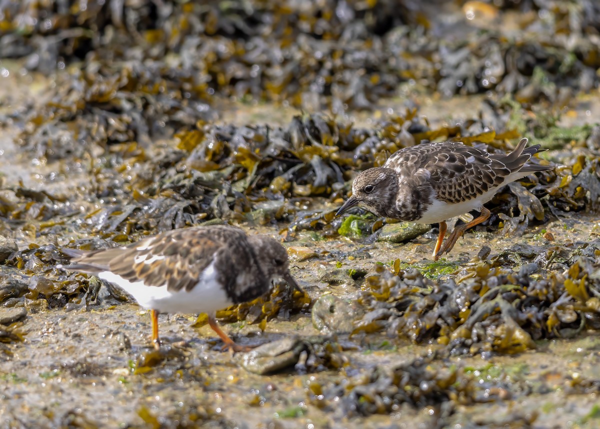 Ruddy Turnstone - Mark Rose