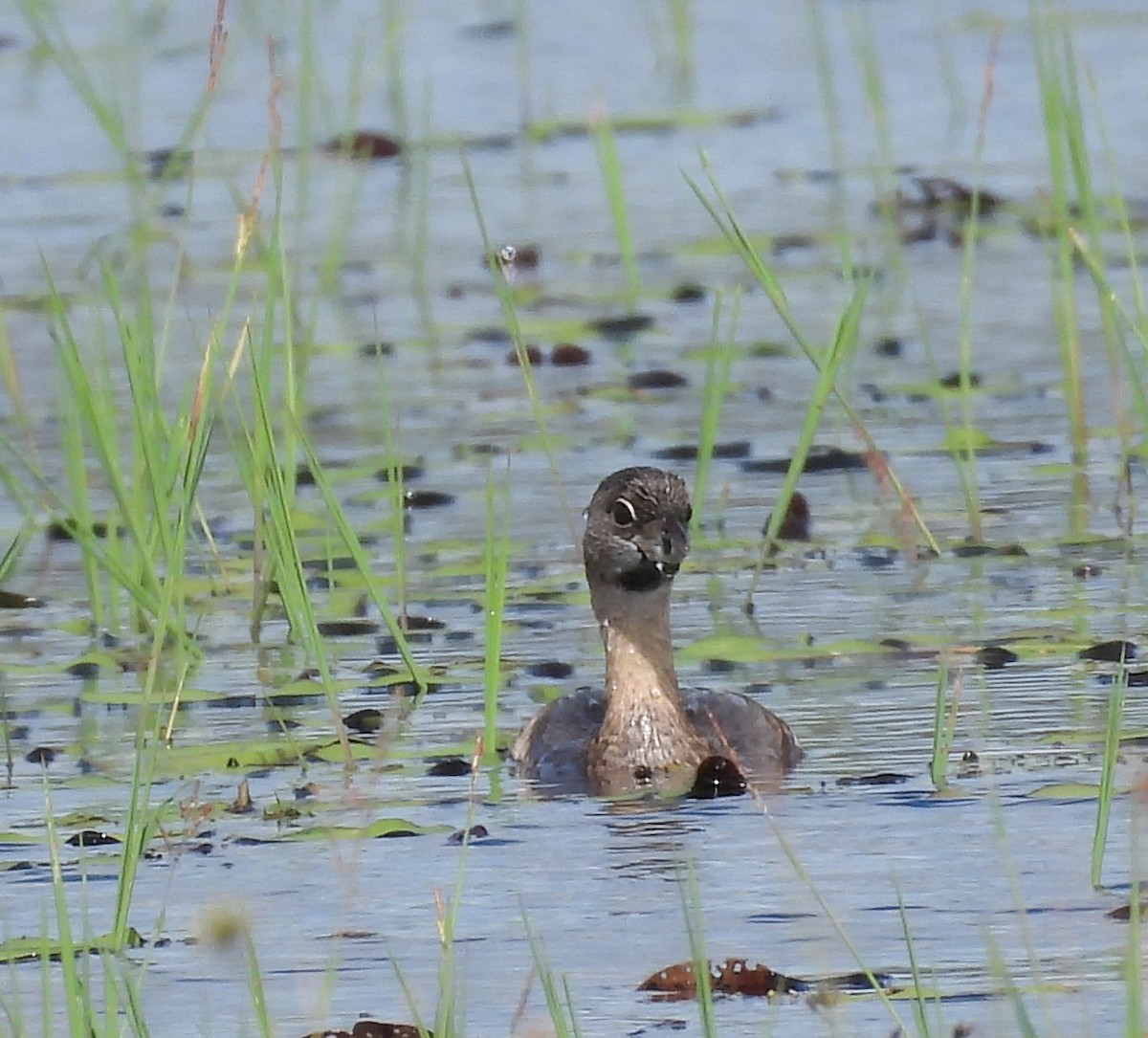 Pied-billed Grebe - ML624191705