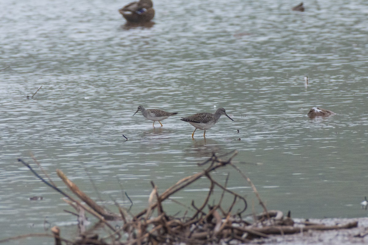 Greater Yellowlegs - ML624191708