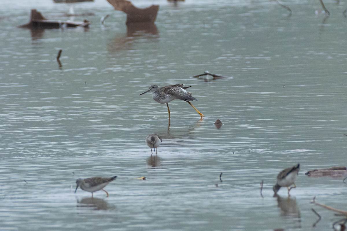 Greater Yellowlegs - ML624191709