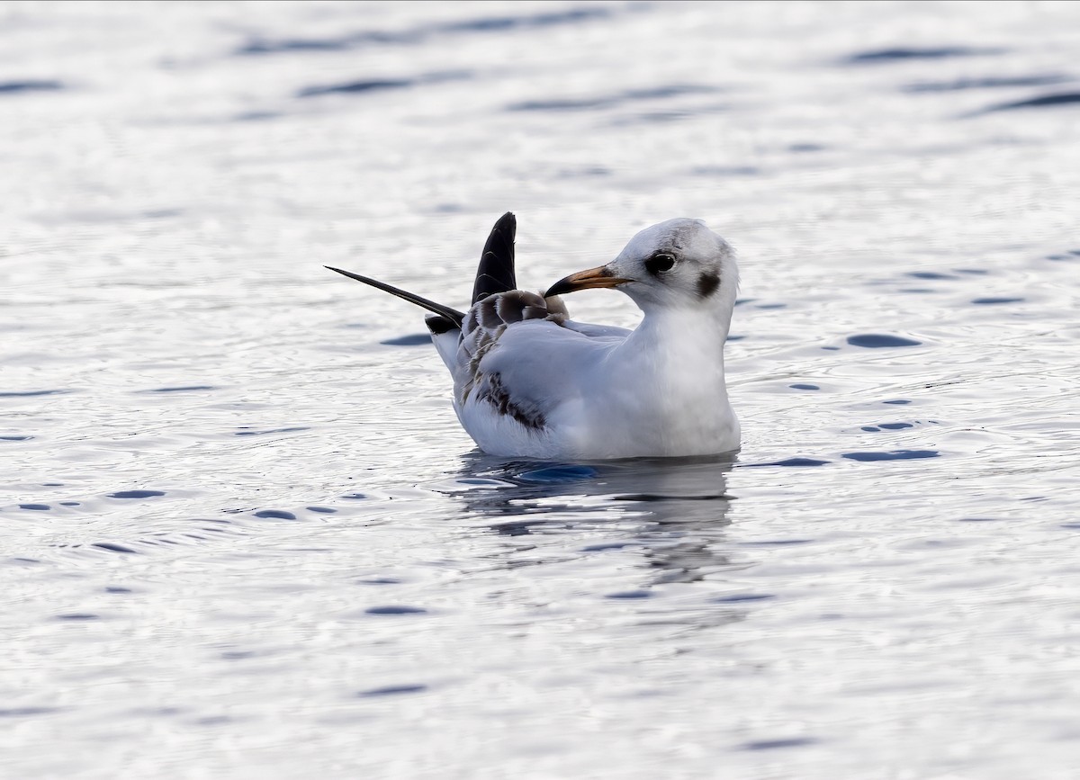 Mouette rieuse - ML624191710