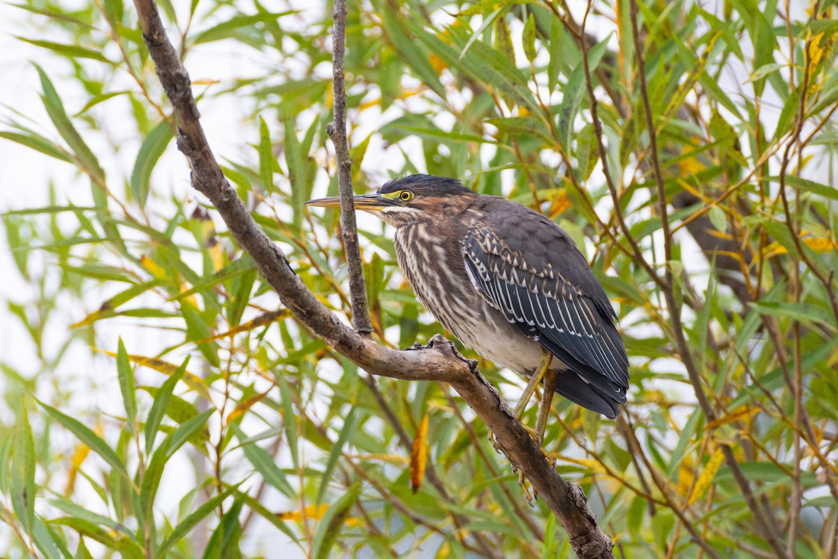 Green Heron - ML624191716