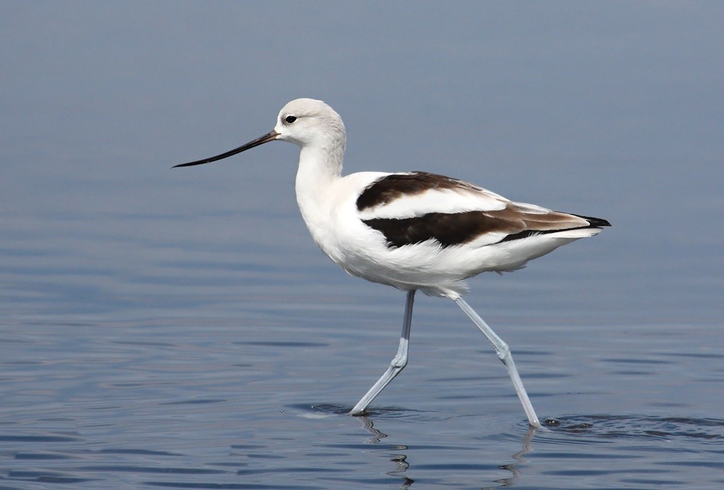 Avocette d'Amérique - ML624191723