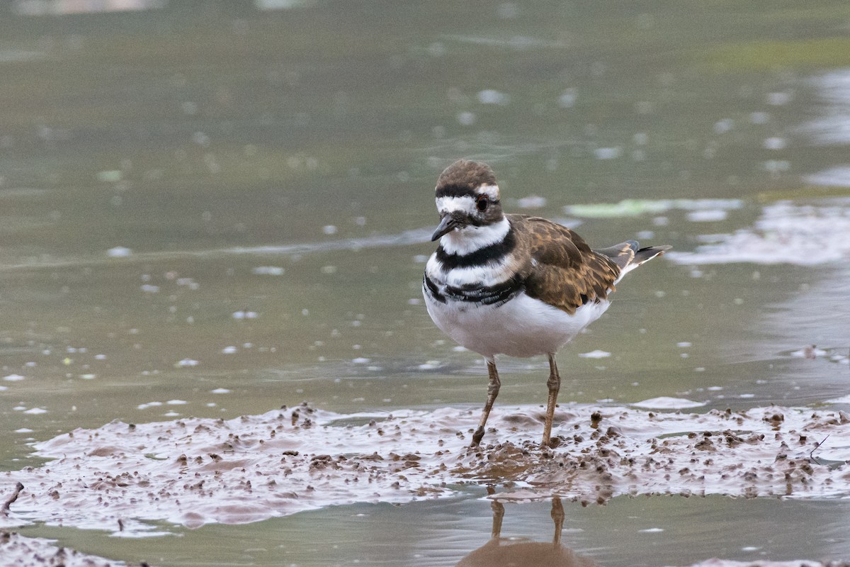 Killdeer - ML624191726