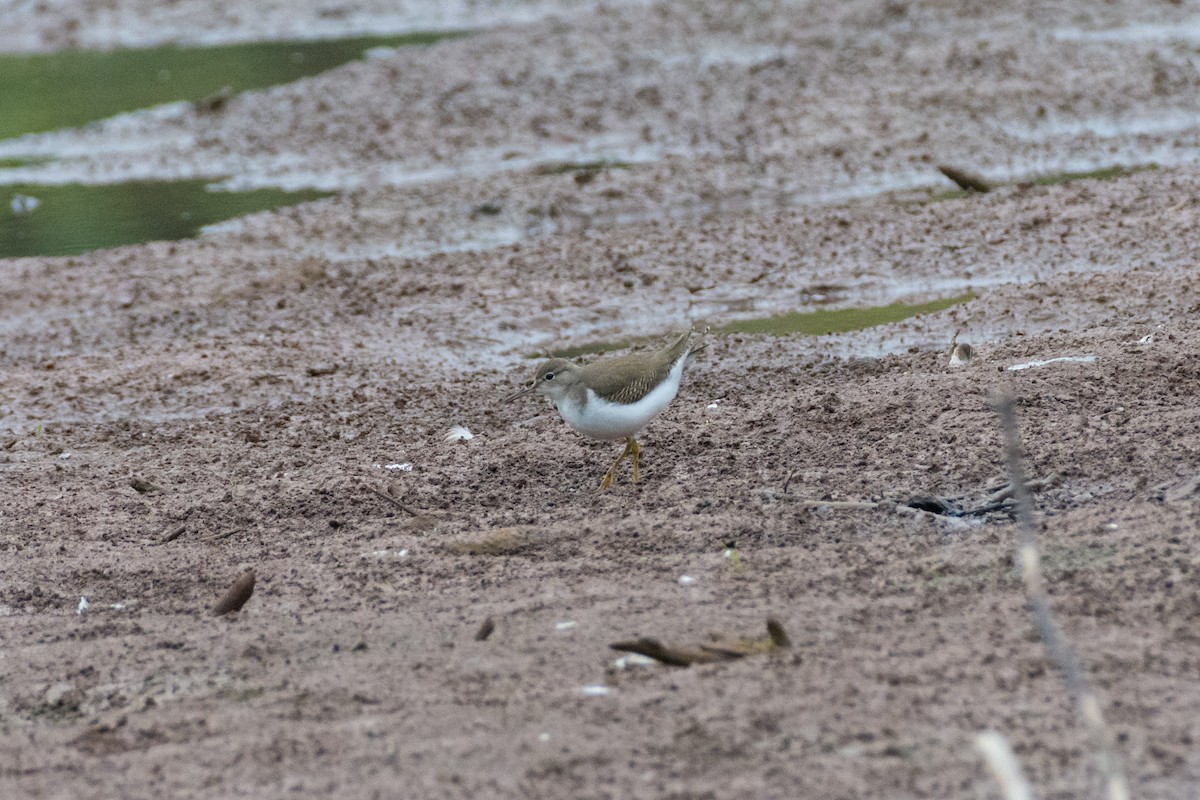 Spotted Sandpiper - ML624191734