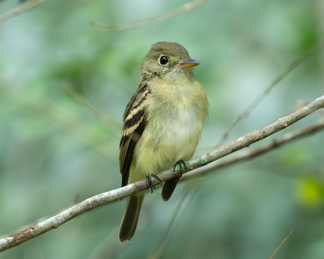 Empidonax sp. - ML624191743