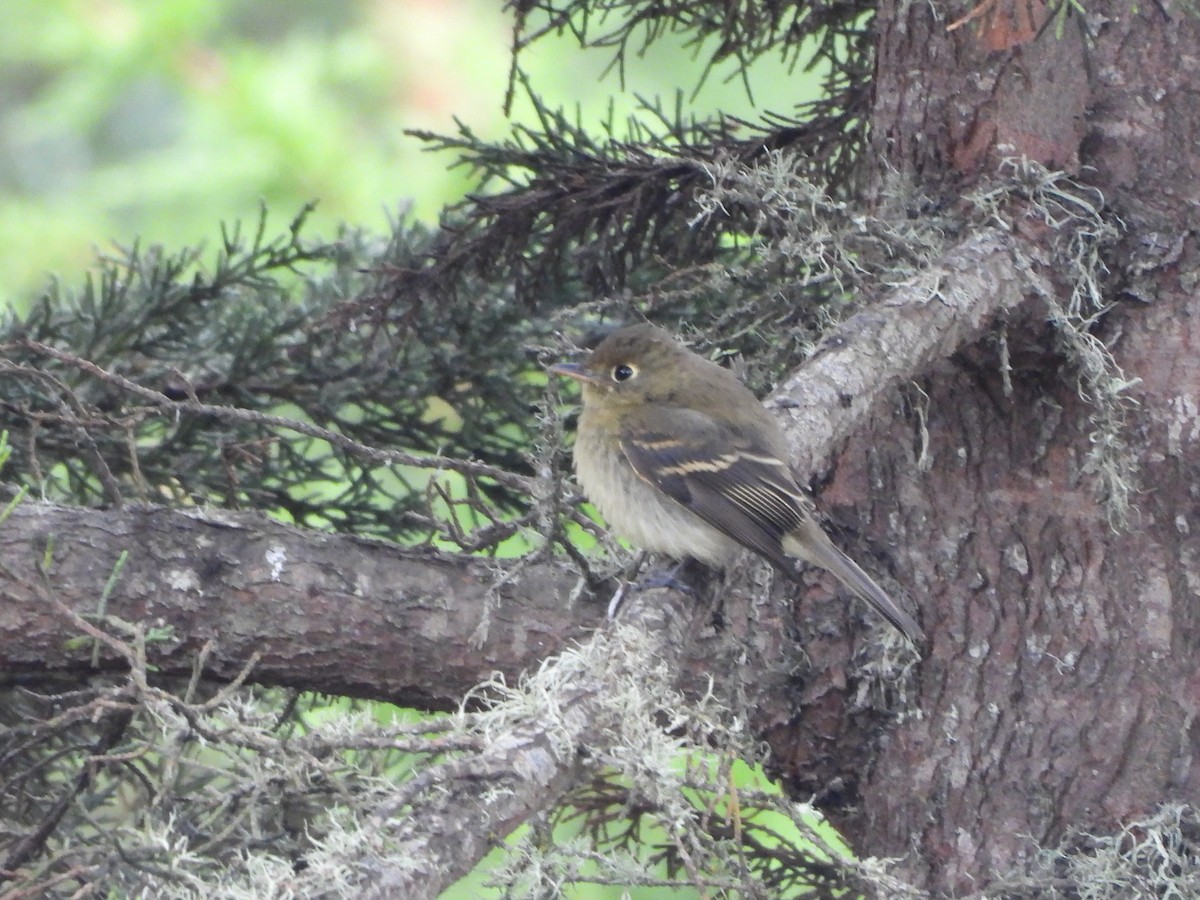 Western Flycatcher (Pacific-slope) - ML624191768