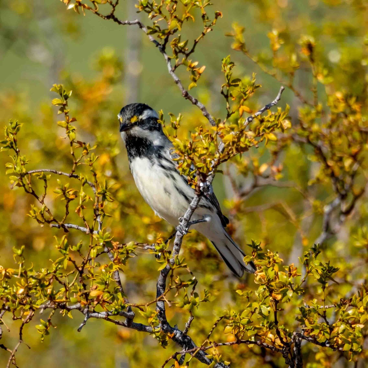 Black-throated Gray Warbler - ML624191771