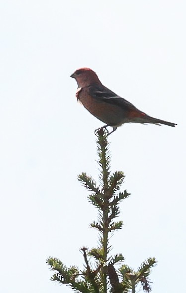 Durbec des sapins - ML624191787