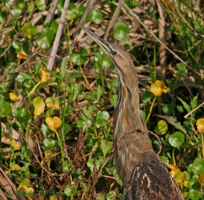 American Bittern - Paul Hueber