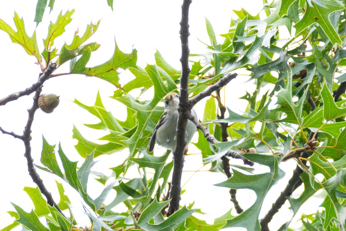 Chestnut-sided Warbler - Geoff Olaveson