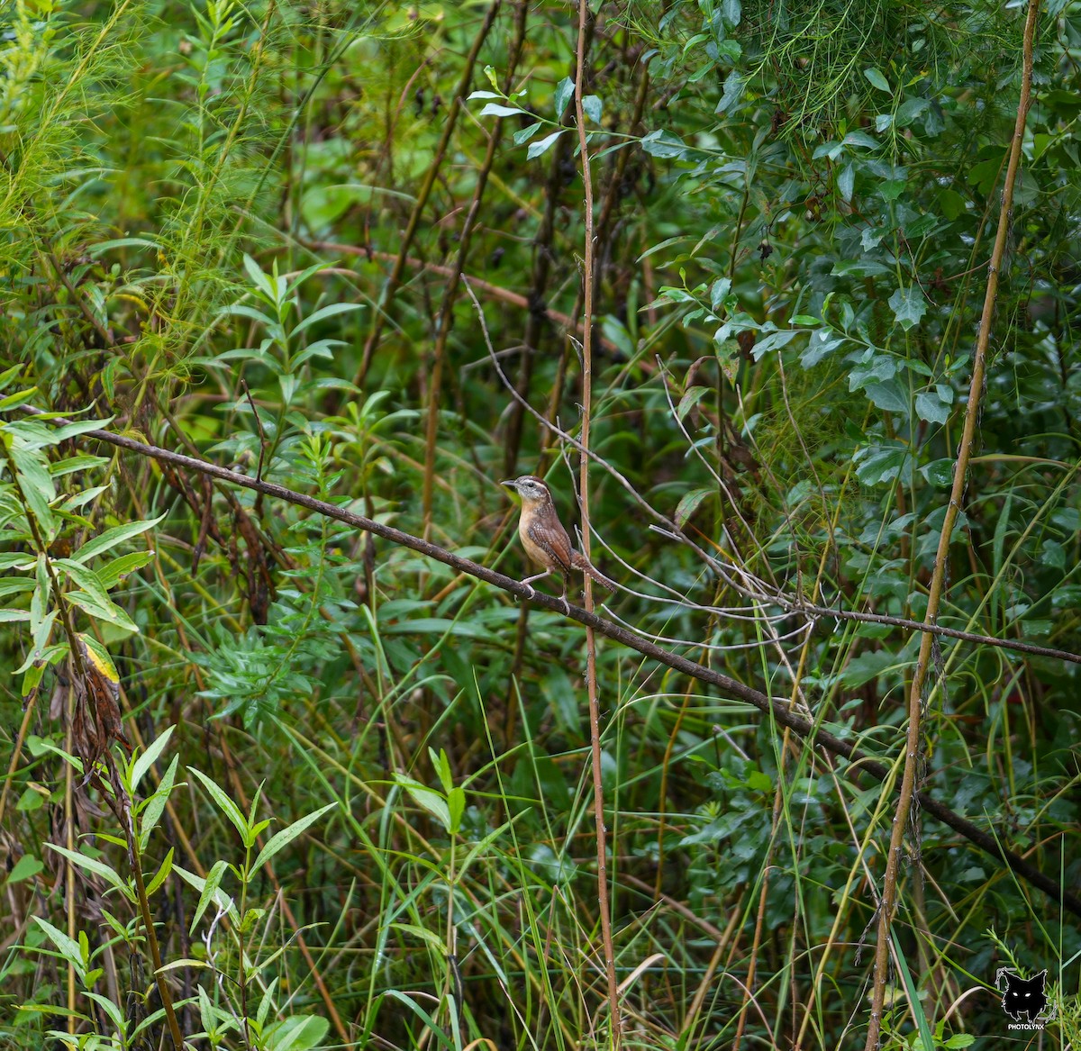 Carolina Wren - ML624191817