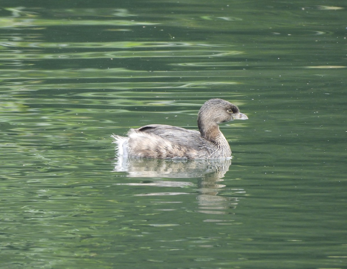 Pied-billed Grebe - ML624191821