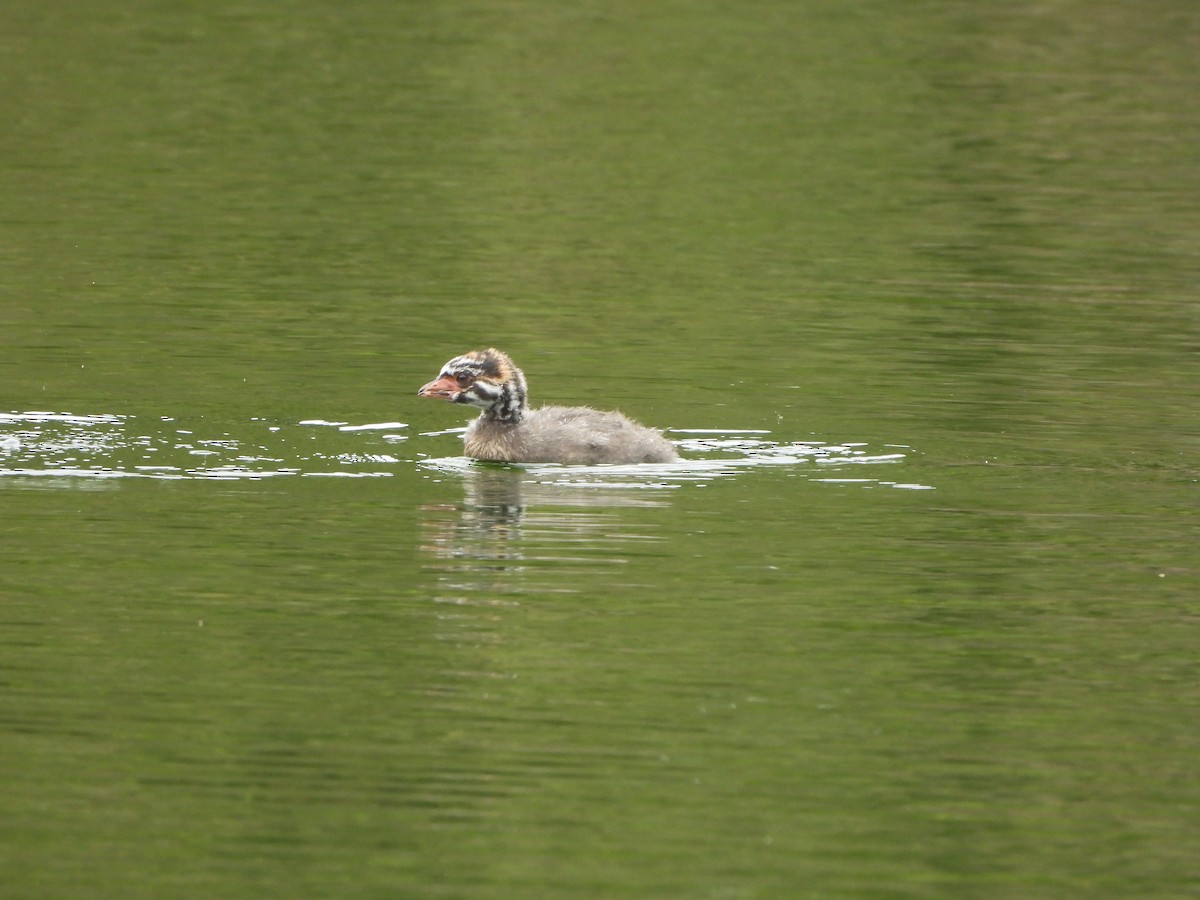 Pied-billed Grebe - ML624191826