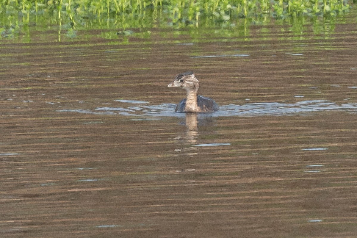 Pied-billed Grebe - ML624191837