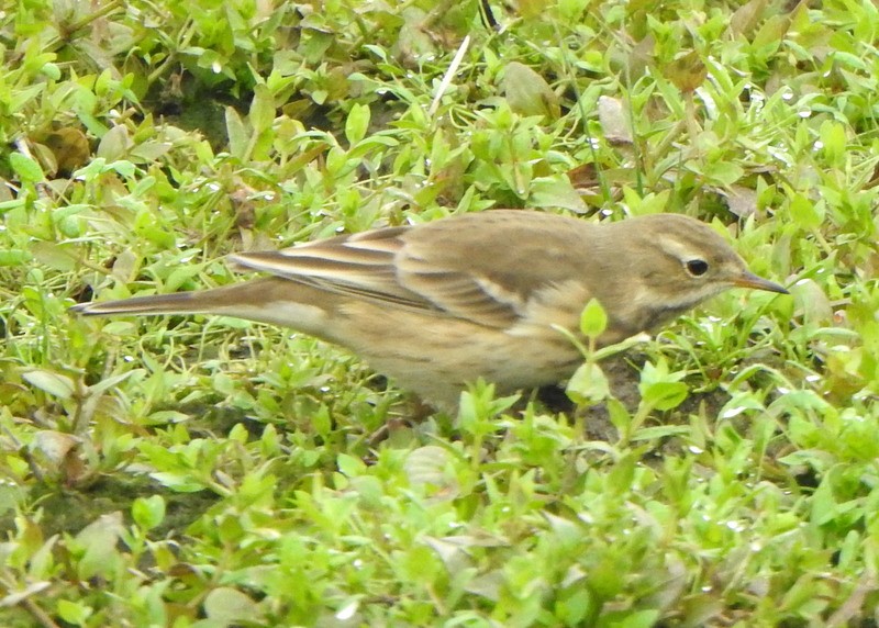 American Pipit - ML624191839