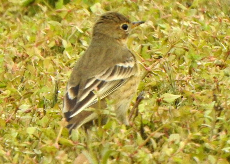 American Pipit - ML624191840