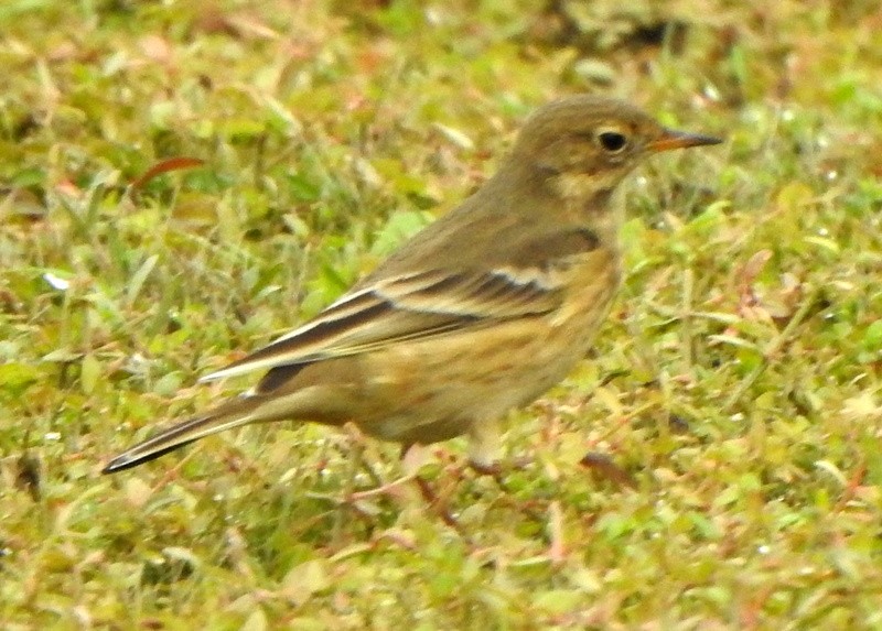 American Pipit - ML624191841