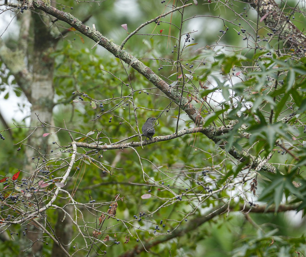 Gray Catbird - Sam Lawson