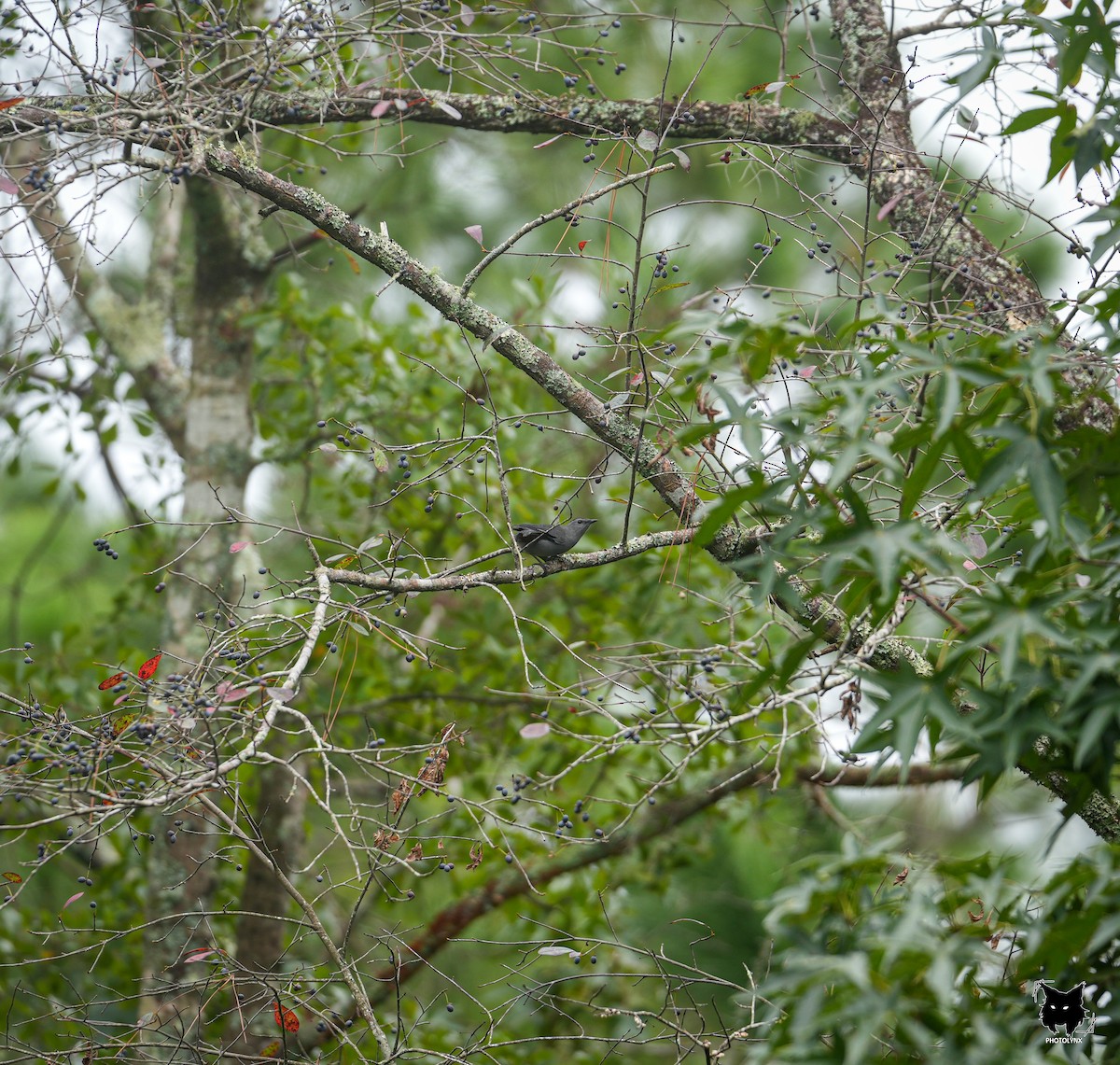 Gray Catbird - ML624191853