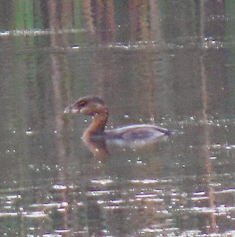 Pied-billed Grebe - ML624191863