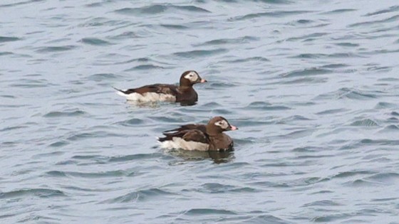 Long-tailed Duck - Glenn Mitchell