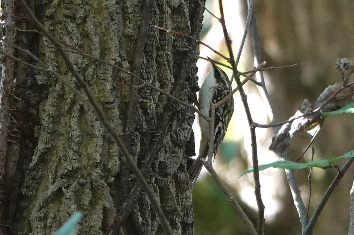 Brown Creeper - ML624191899