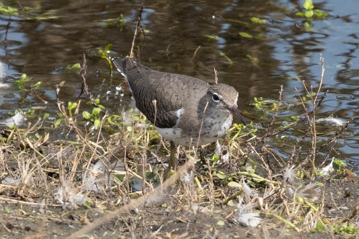 Spotted Sandpiper - ML624191905