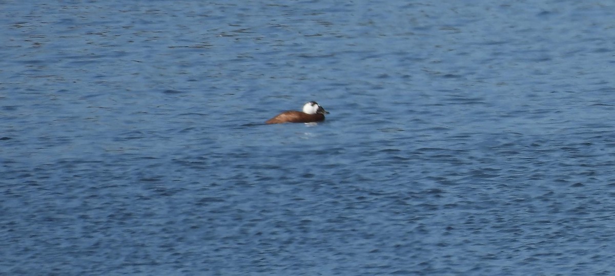 White-headed Duck - ML624191908