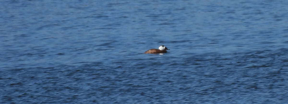 White-headed Duck - ML624191911