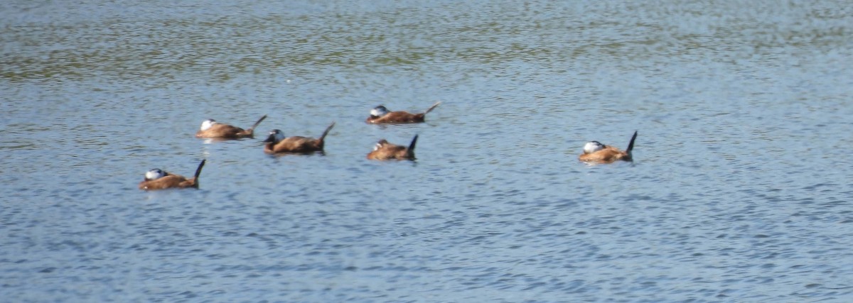 White-headed Duck - ML624191913