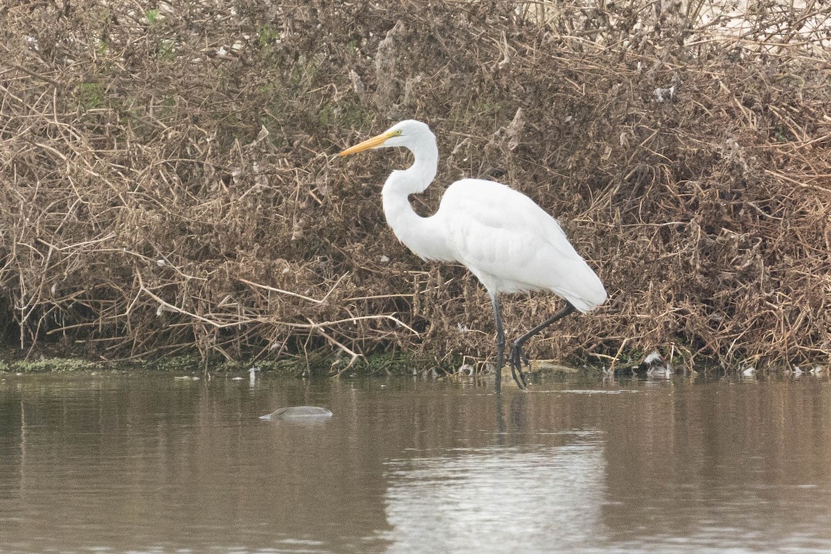 Great Egret - Thomas Van Huss