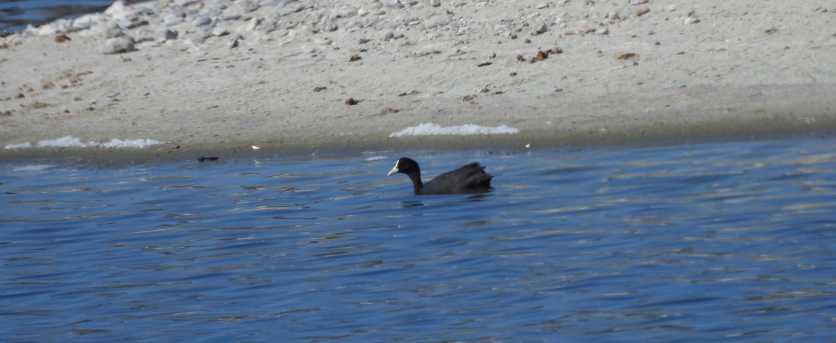 Eurasian Coot - ML624191921