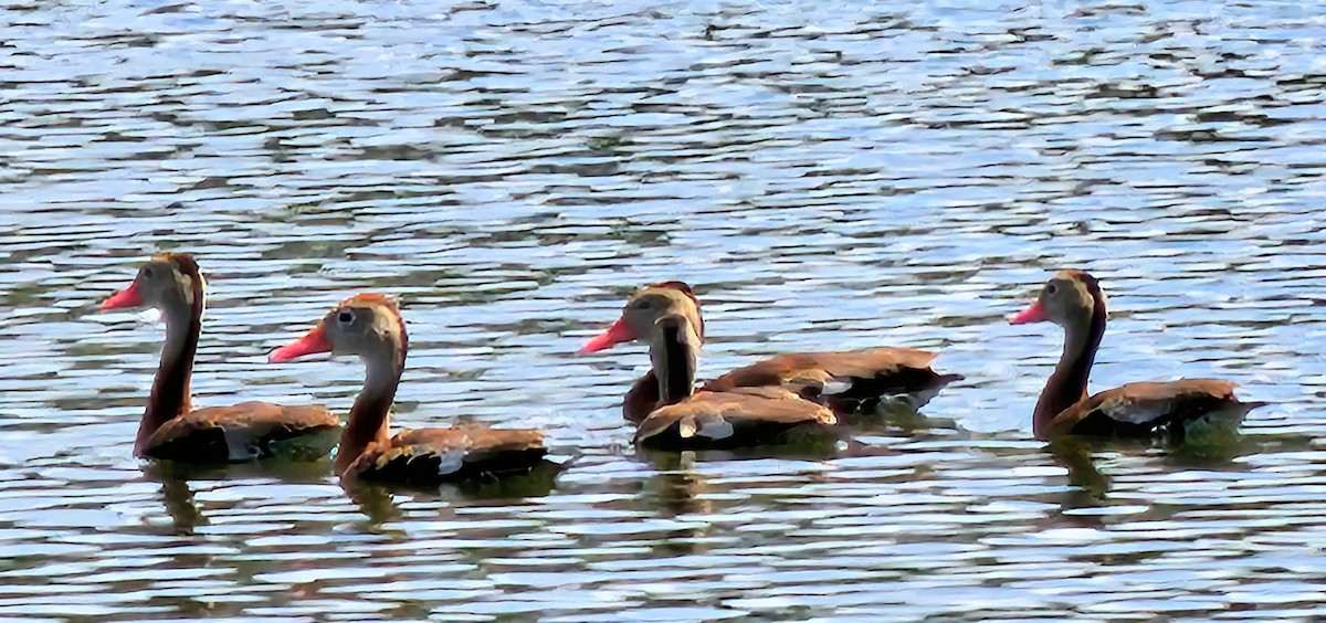 Black-bellied Whistling-Duck - ML624191929