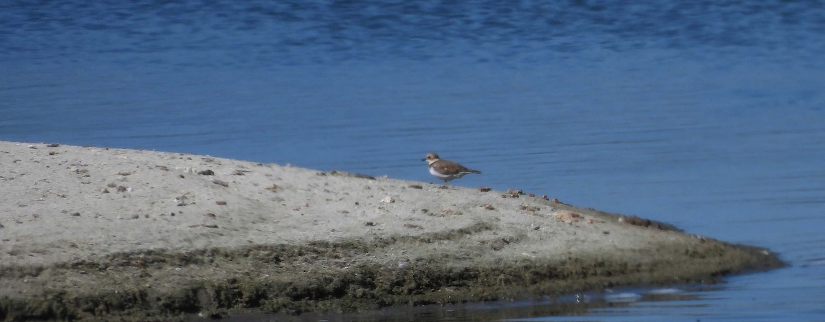 Little Ringed Plover - ML624191930