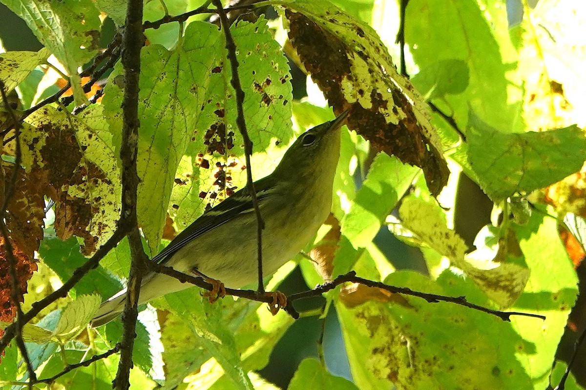 Blackpoll Warbler - Lin McGrew