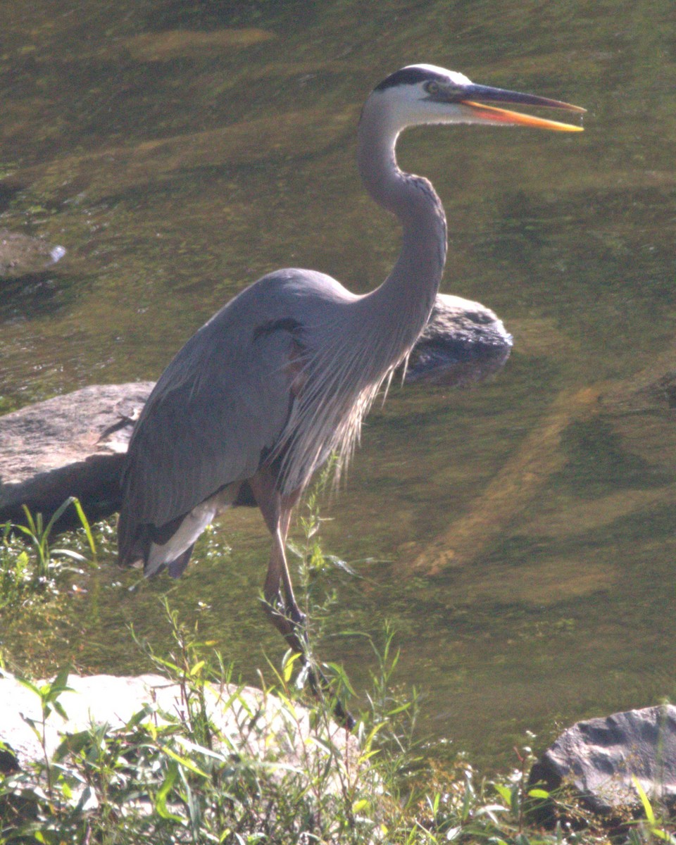 Great Blue Heron - ML624191970