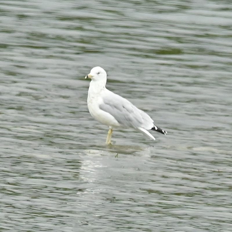 Ring-billed Gull - ML624191975