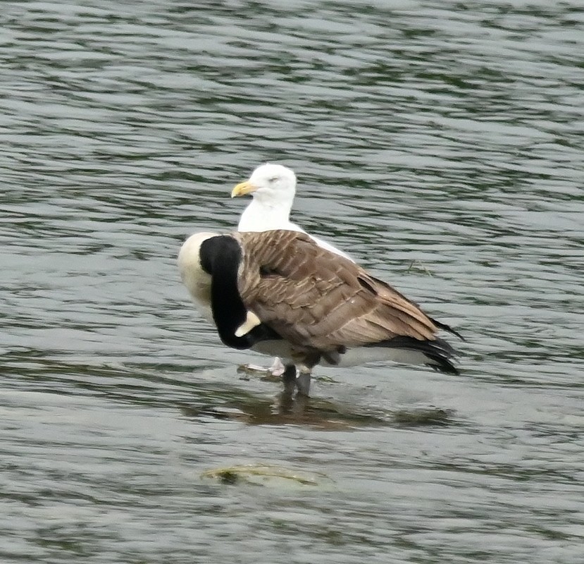 Herring Gull - ML624191978