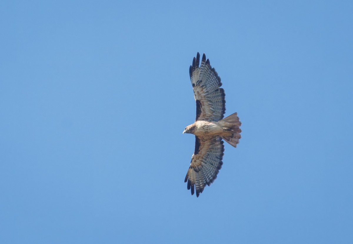 Red-tailed Hawk - ML624192011