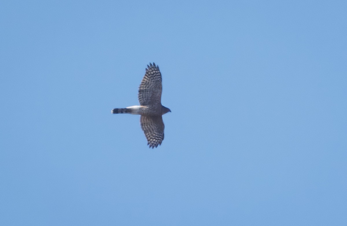 Cooper's Hawk - ML624192013