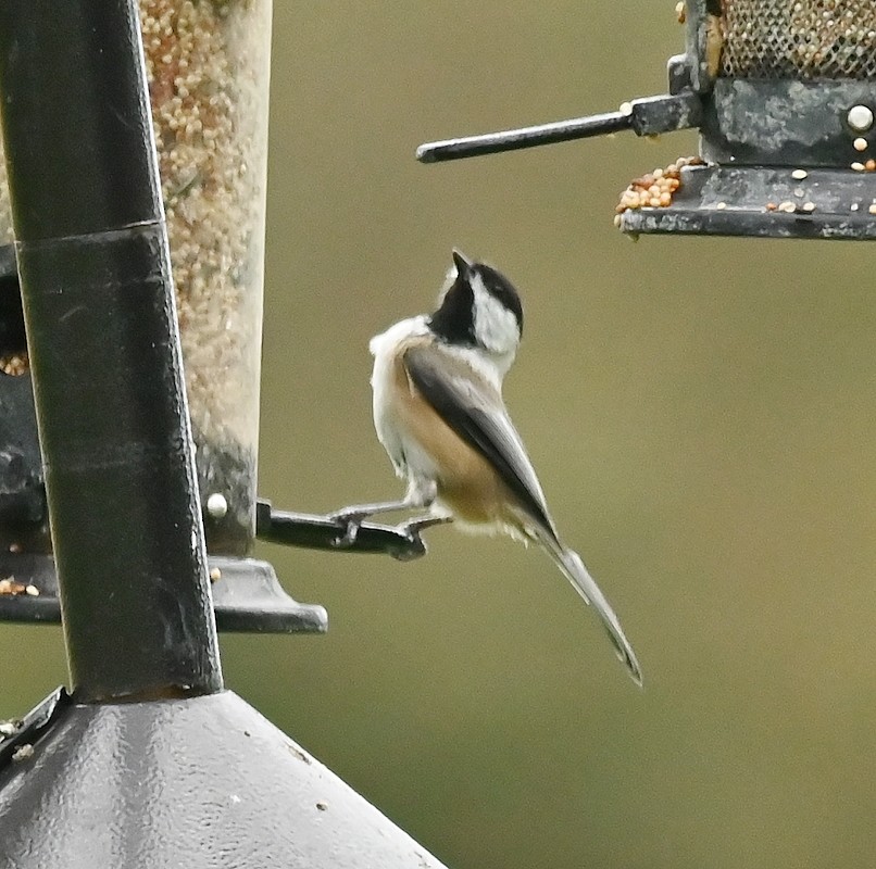 Black-capped Chickadee - ML624192017