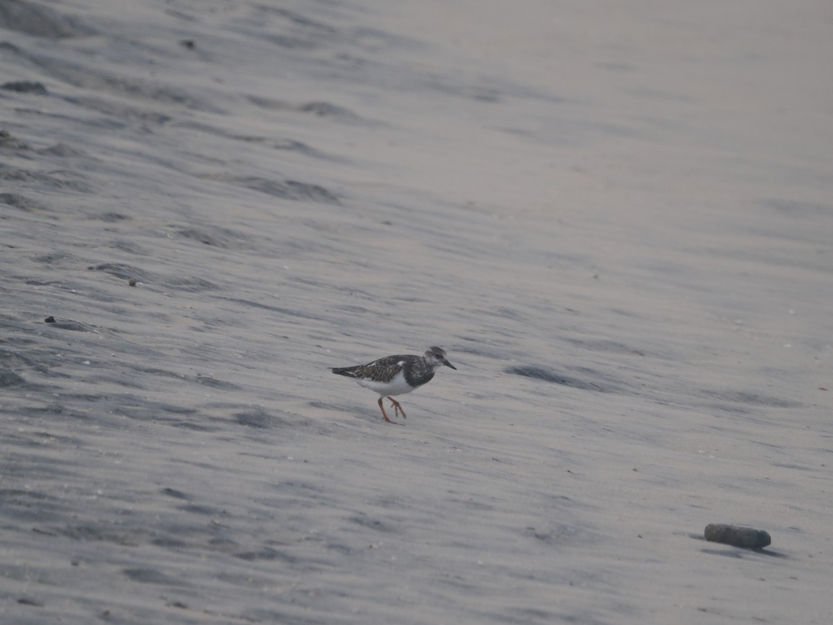 Ruddy Turnstone - ML624192023