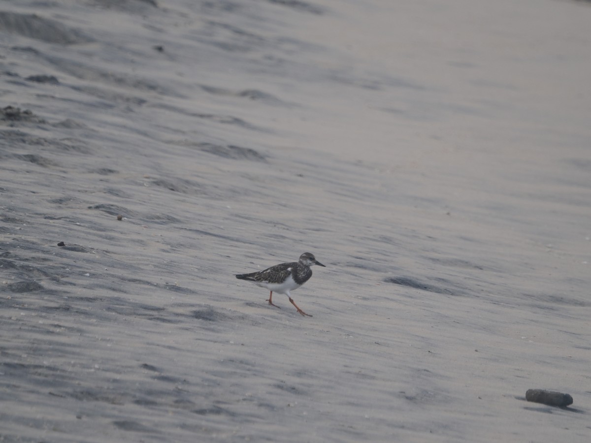 Ruddy Turnstone - tony antony