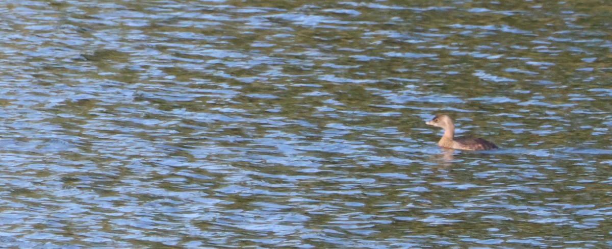 Pied-billed Grebe - ML624192026