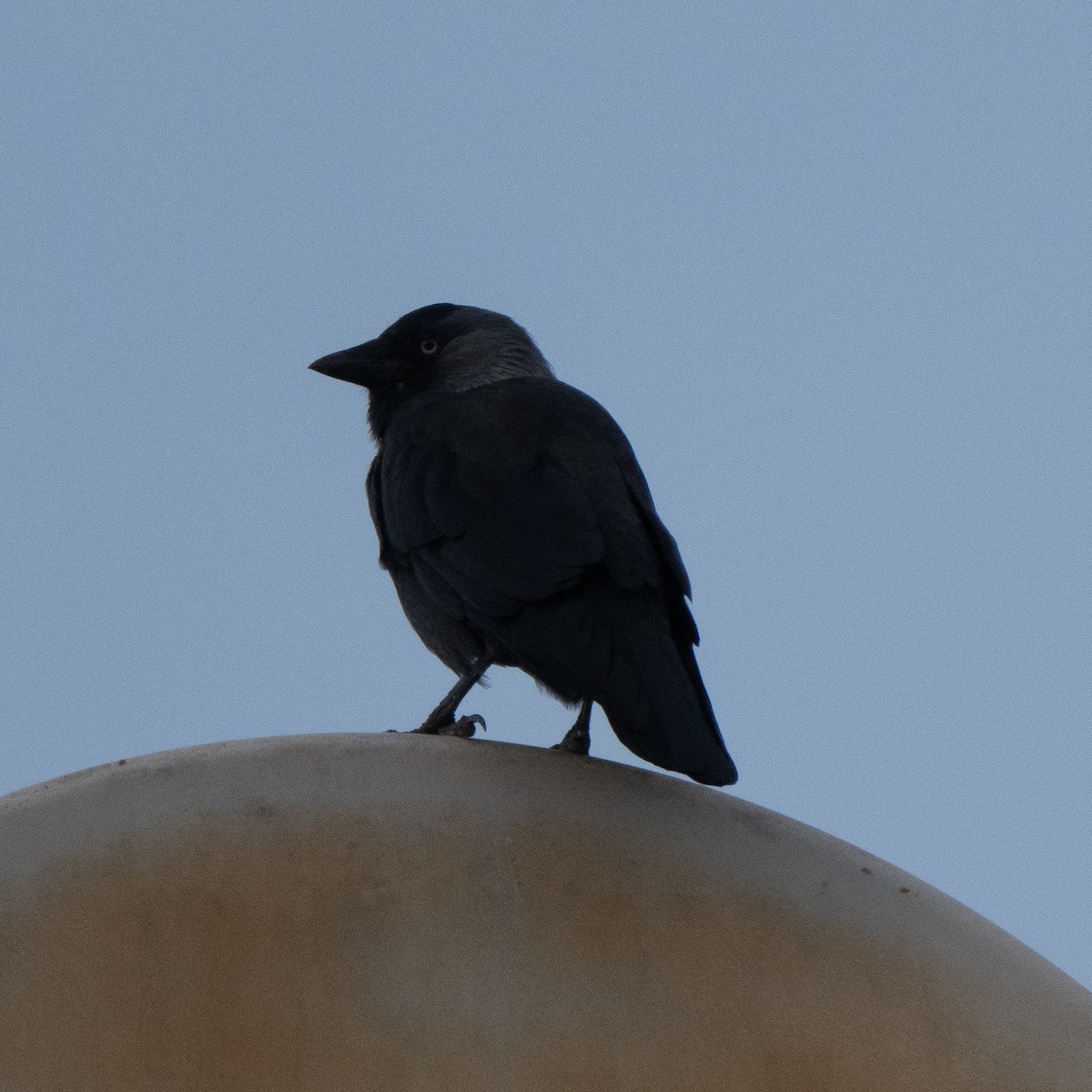 Eurasian Jackdaw - ELIF OGRALI