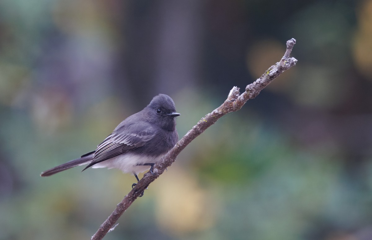 Black Phoebe - ML624192036