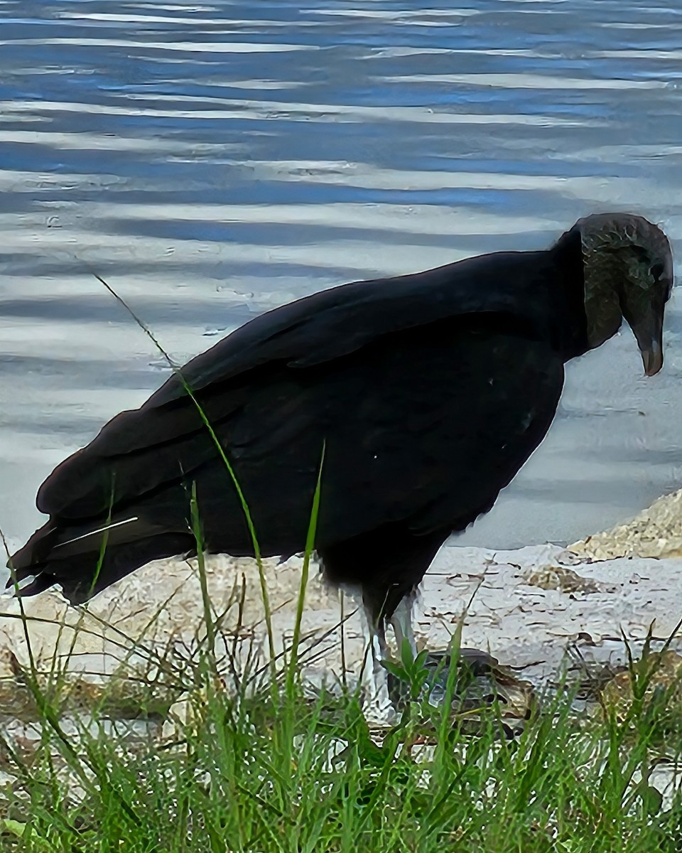 Black Vulture - ML624192037